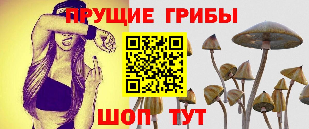 Псилоцибиновые грибы мицелий Арсеньев